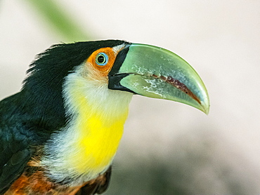 Captive red-breasted toucan (Ramphastos dicolorus), Parque das Aves, Foz do Iguacu, Parana State, Brazil, South America