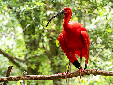 Captive scarlet ibis (Eudocimus ruber), Parque das Aves, Foz do Iguacu, Parana State, Brazil, South America