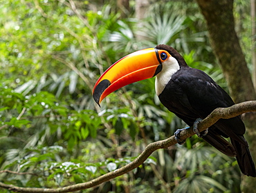 Captive toco toucan (Ramphastos toco), Parque das Aves, Foz do Iguacu, Parana State, Brazil, South America