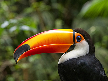 Captive toco toucan (Ramphastos toco), Parque das Aves, Foz do Iguacu, Parana State, Brazil, South America