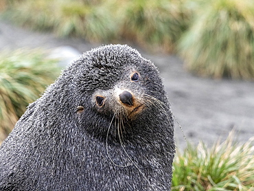 Adult bull Antarctic fur seal (Arctocephalus gazella) head detail in Salisbury Plain, South Georgia, Polar Regions