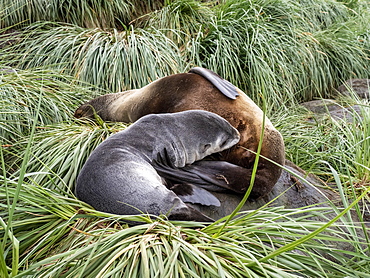 Antarctic fur seal (Arctocephalus gazella) mother nursing her pup, Cooper Bay, South Georgia, Polar Regions