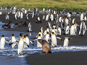 Juvenile Antarctic fur seal (Arctocephalus gazella) in the surf at Gold Harbor, South Georgia, Polar Regions