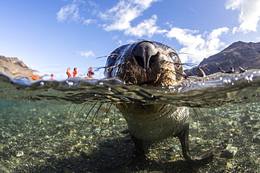 Curious juvenile Antarctic fur seal (Arctocephalus gazella) in the water at Stromness Harbor, South Georgia, Polar Regions