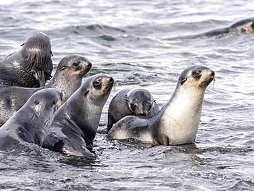 Juvenile Antarctic fur seals (Arctocephalus gazella) in the surf at Prion Island, South Georgia, Polar Regions