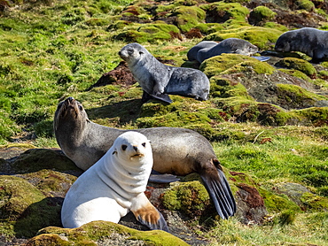 Juvenile leucistic Antarctic fur seal (Arctocephalus gazella), with its mother in Stromness Harbor, South Georgia, Polar Regions