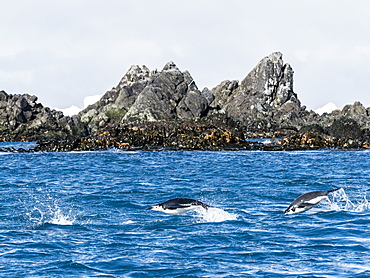 Adult chinstrap penguins (Pygoscelis antarcticus), porpoising through the sea in Cooper Bay, South Georgia, Polar Regions