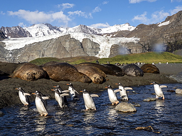 Adult gentoo penguins (Pygoscelis papua), near elephant seals in Gold Harbor, South Georgia, Polar Regions