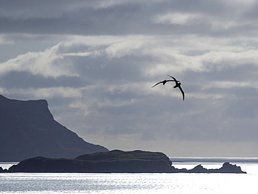 Adult light-mantled albatross pair (Phoebetria palpebrata) in courtship flight over Prion Island, South Georgia, Polar Regions