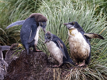 Molting macaroni penguin chicks (Eudyptes chrysolophus), Cooper Bay, South Georgia, Polar Regions