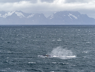 Adult blue whale (Balaenoptera musculus) feeding in Right Whale Bay, South Georgia, Polar Regions