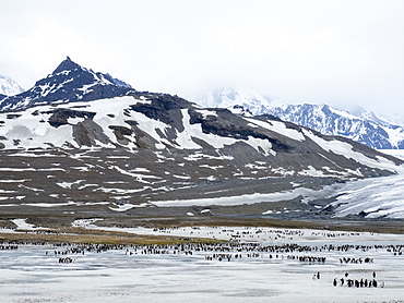 King penguins (Aptenodytes patagonicus), molting on frozen glacial runoff in St. Andrews Bay, South Georgia, Polar Regions