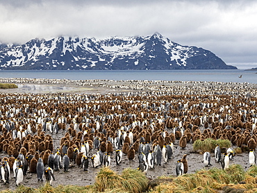 King penguin (Aptenodytes patagonicus) breeding colony at Salisbury Plain, South Georgia, Polar Regions