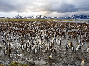 King penguin (Aptenodytes patagonicus) breeding colony at Salisbury Plain, South Georgia, Polar Regions