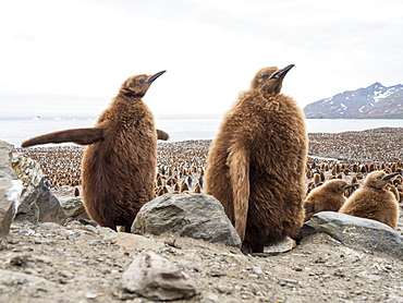 King penguin (Aptenodytes patagonicus) chicks called Okum Boys at Gold Harbor, South Georgia, Polar Regions