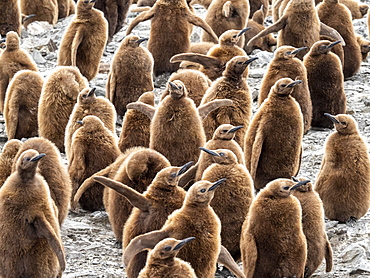 King penguin (Aptenodytes patagonicus) chicks called Okum Boys at Gold Harbor, South Georgia, Polar Regions