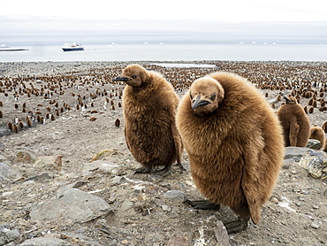 King penguin (Aptenodytes patagonicus) chicks called Okum Boys at Gold Harbor, South Georgia, Polar Regions