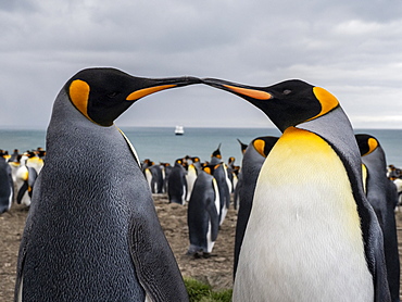 Adult King penguin (Aptenodytes patagonicus) breeding colony at Gold Harbor, South Georgia, Polar Regions