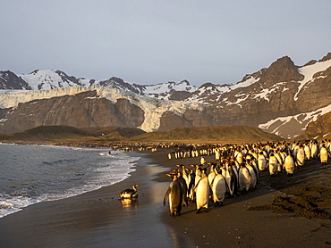 Sunrise on king penguin (Aptenodytes patagonicus) breeding colony at Gold Harbor, South Georgia, Polar Regions