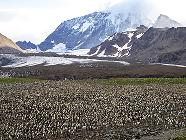 King penguin (Aptenodytes patagonicus) breeding colony at Gold Harbor, South Georgia, Polar Regions