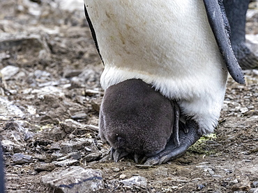 King penguin (Aptenodytes patagonicus) adult with chick at breeding colony in Gold Harbor, South Georgia, Polar Regions