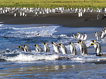 King penguin (Aptenodytes patagonicus) adults returning to sea for feeding in Gold Harbor, South Georgia, Polar Regions