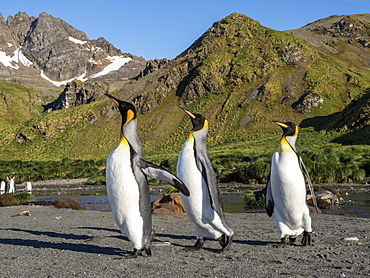 King penguin (Aptenodytes patagonicus) adults establishing partners at breeding colony in Gold Harbor, South Georgia, Polar Regions