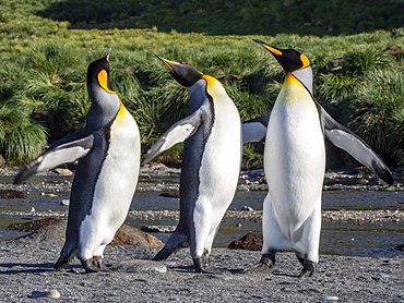 King penguin (Aptenodytes patagonicus) adults establishing partners at breeding colony in Gold Harbor, South Georgia, Polar Regions