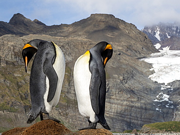 King penguin (Aptenodytes patagonicus) courtship display at breeding colony in Gold Harbor, South Georgia, Polar Regions