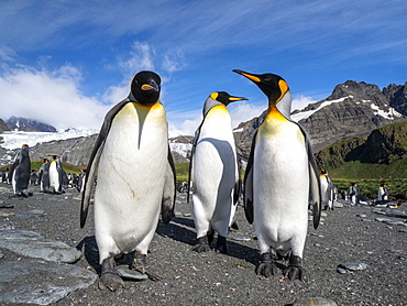 King penguins (Aptenodytes patagonicus), at breeding colony in Gold Harbor, South Georgia, Polar Regions