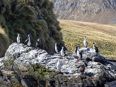 Adult South Georgia shags (Leucocarbo atriceps georgianus), Godthul, South Georgia, Polar Regions