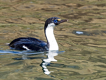 Adult South Georgia shag (Leucocarbo atriceps georgianus), foraging at Godthul, South Georgia, Polar Regions