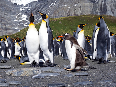 Adult gentoo penguin (Pygoscelis papua), on the beach with king penguins in Gold Harbor, South Georgia, Polar Regions