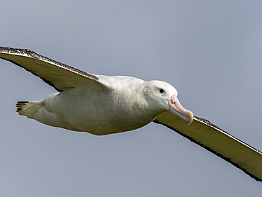 Adult wandering albatross (Diomedea exulans) in flight near Prion Island, Bay of Isles, South Georgia, Polar Regions