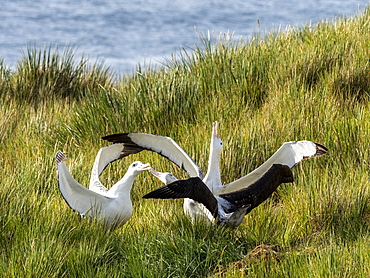 Wandering albatross (Diomedea exulans) trio in courtship display on Prion Island, Bay of Isles, South Georgia, Polar Regions