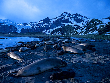 Pre-dawn light on elephant seals (Mirounga leoninar), at breeding beach in Gold Harbor, South Georgia, Polar Regions