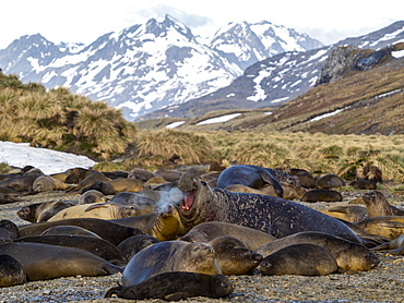 Southern elephant seal bull (Mirounga leoninar), at breeding beach in King Haakon Bay, South Georgia, Polar Regions