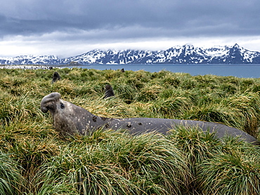 Southern elephant seal bull (Mirounga leoninar), in the tussah grass at Salisbury Plain, South Georgia, Polar Regions