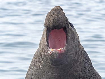 Southern elephant seal bull (Mirounga leoninar), sounding a challenge on the beach at Gold Harbor, South Georgia, Polar Regions