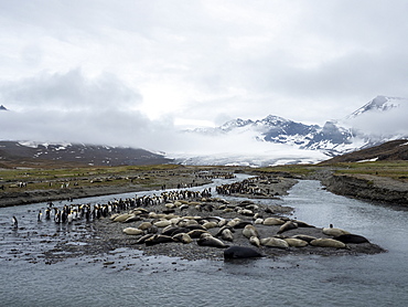 Young southern elephant seals (Mirounga leoninar), sleeping near a river, St. Andrews Bay, South Georgia, Polar Regions