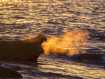 Southern elephant seal bull (Mirounga leoninar), on the beach at sunrise in Gold Harbor, South Georgia, Polar Regions