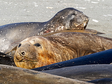 Young southern elephant seal bulls (Mirounga leoninar), molting on the beach in Gold Harbor, South Georgia, Polar Regions