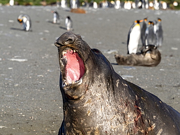 Young southern elephant seal bull (Mirounga leoninar), molting on the beach in Gold Harbor, South Georgia, Polar Regions