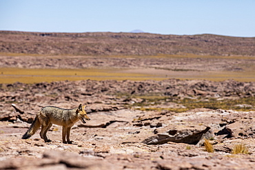 Adult Andean fox (Lycalopex culpaeus) near its den in the Andean Central Volcanic Zone, Antofagasta Region, Chile, South America