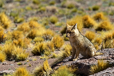 Adult Andean fox (Lycalopex culpaeus) near its den in the Andean Central Volcanic Zone, Antofagasta Region, Chile, South America