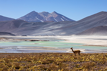 Adult vicuna (Vicugna vicugna), in the Andean Central Volcanic Zone, Antofagasta Region, Chile, South America