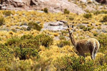 Adult vicuna (Vicugna vicugna), in the Andean Central Volcanic Zone, Antofagasta Region, Chile, South America