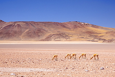 Adult vicunas (Vicugna vicugna), in the Andean Central Volcanic Zone, Antofagasta Region, Chile, South America