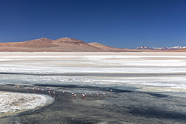 Andean flamingos (Phoenicoparrus andinus), Laguna Tara, Los Flamencos National Reserve, Antofagasta Region, Chile, South America.