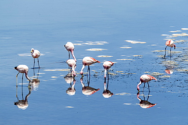 James's flamingos (Phoenicoparrus jamesi), Laguna Tara, Los Flamencos National Reserve, Antofagasta Region, Chile, South America